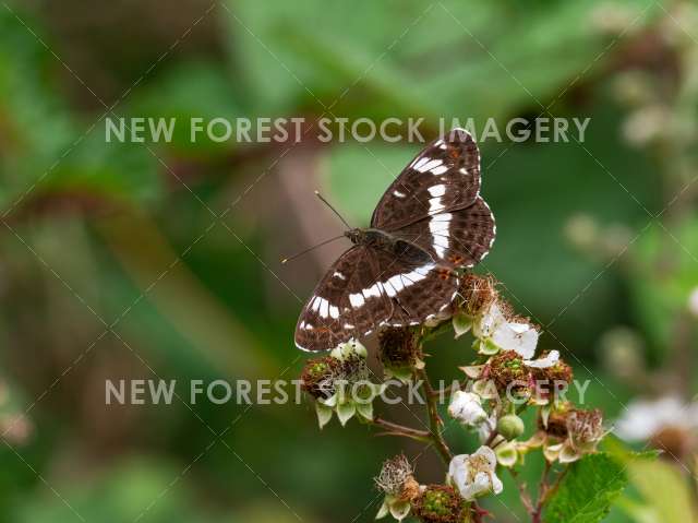 White Admiral 07