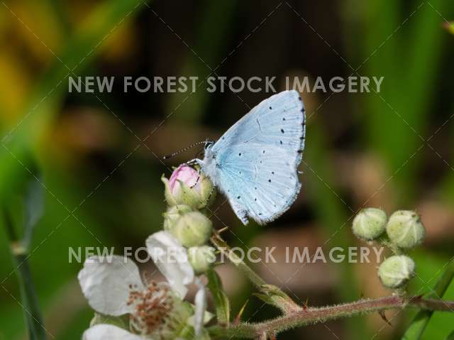 Holly Blue 01