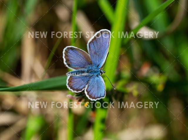 Silver-studded Blue 10