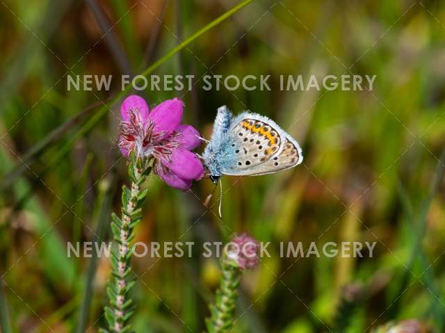 Silver-studded Blue 12