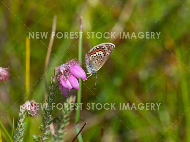 Silver-studded Blue 13