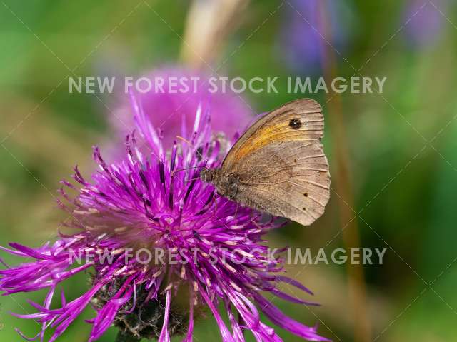 Meadow Brown 05