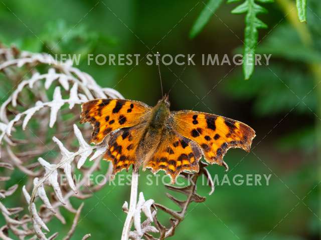 Comma Butterfly 04