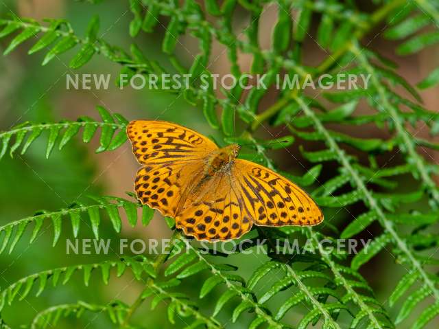 Silver-washed Fritillary 05