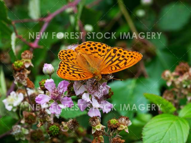 Silver-washed Fritillary 07