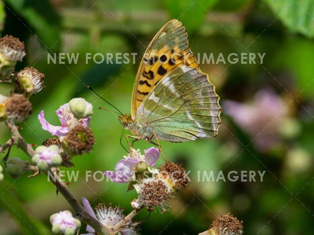 Silver-washed Fritillary 08