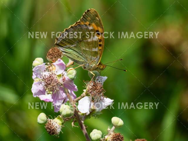 Silver-washed Fritillary 09