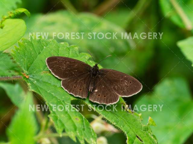 Ringlet 03