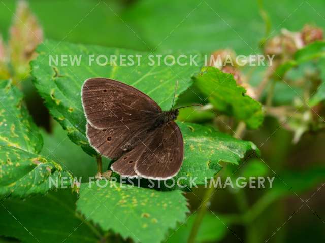 Ringlet 05