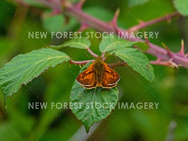 Large Skipper 04