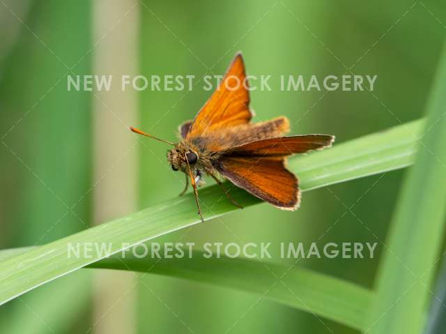 Small Skipper 03