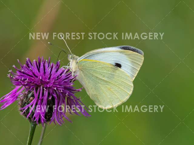 Large White 02