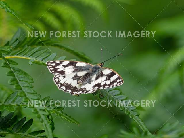 Marbled White 03