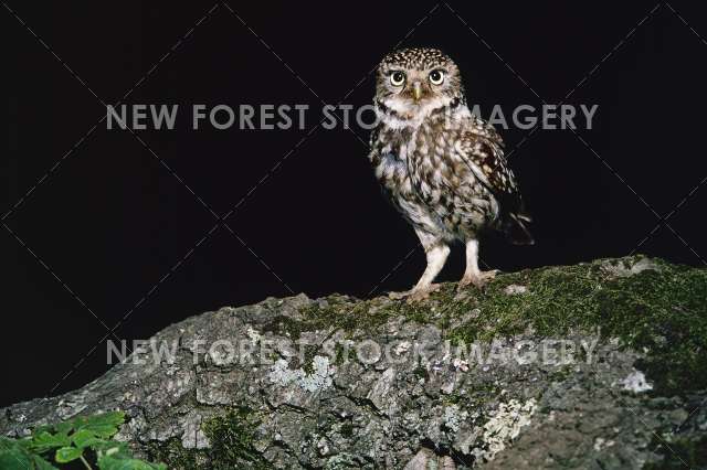 Little Owl 03