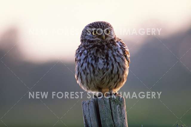 Little Owl 05