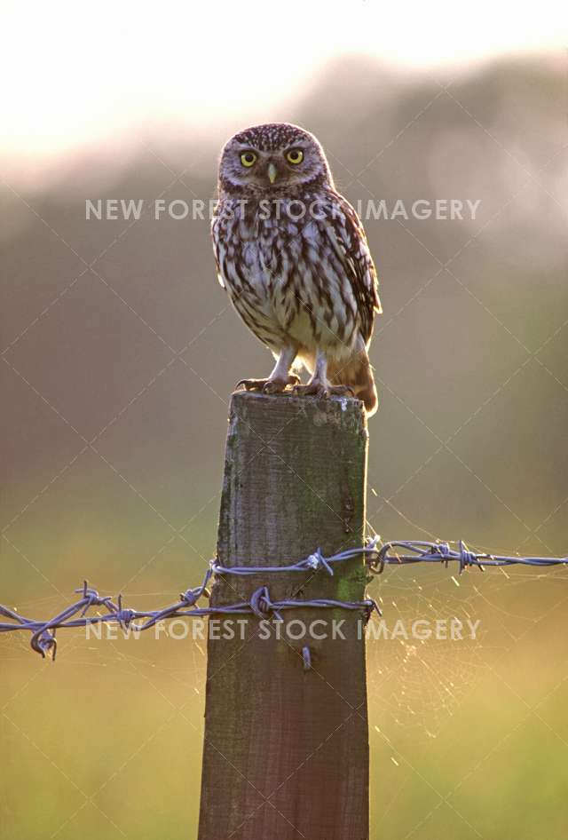 Little Owl 06