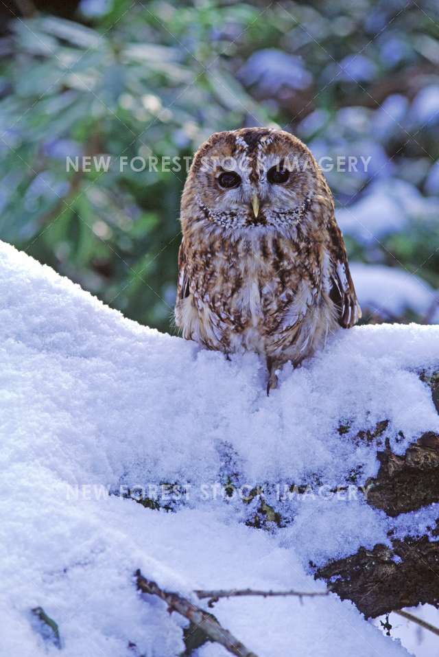 Tawny Owl 15