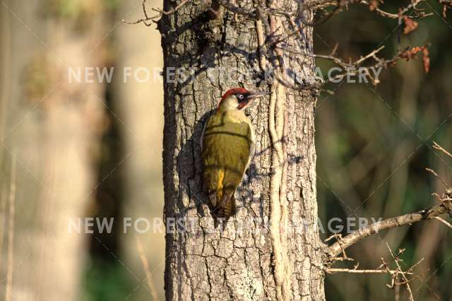 Green Woodpecker 10