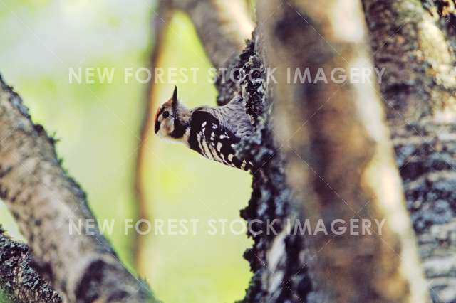 Lesser Spotted Woodpecker 03