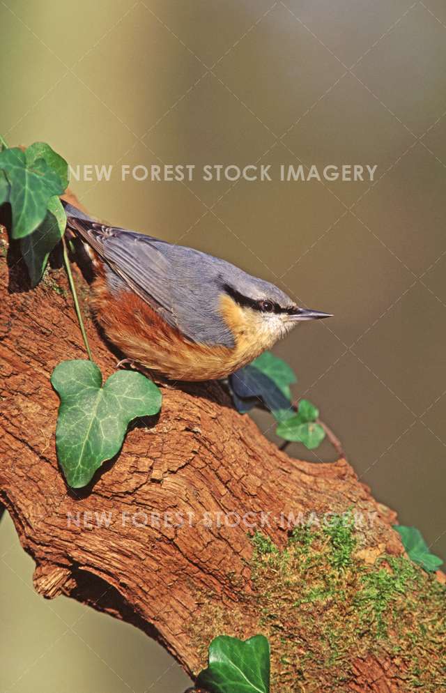 Nuthatch 13