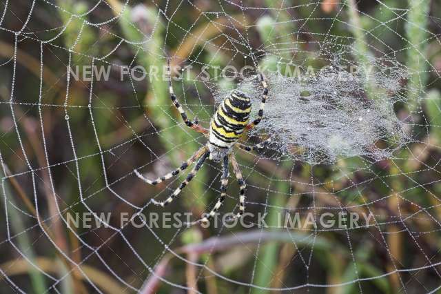 Wasp Spider 01