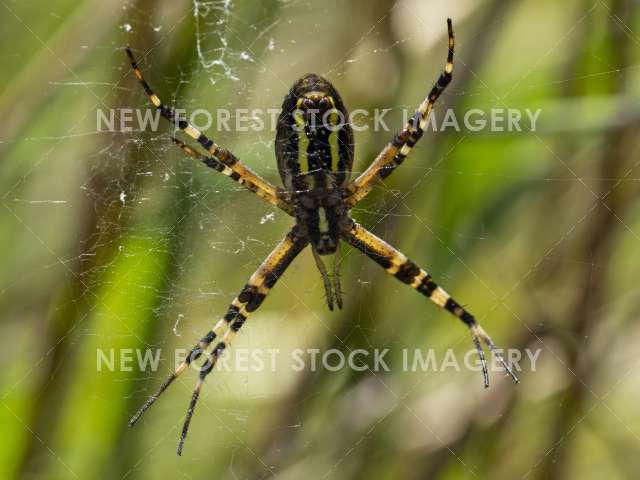 Wasp Spider 02