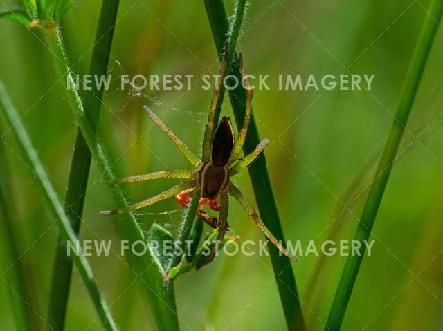 Raft Spider 04