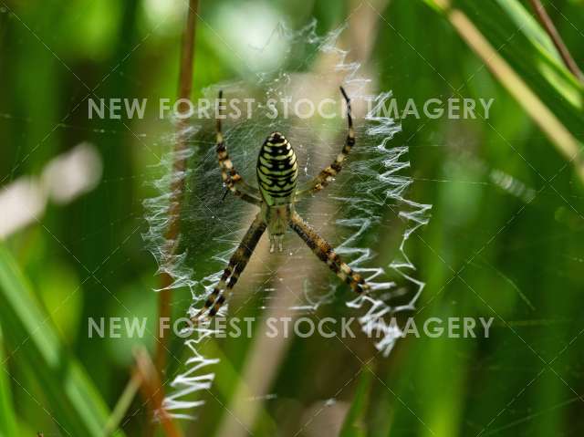 Wasp spider 03