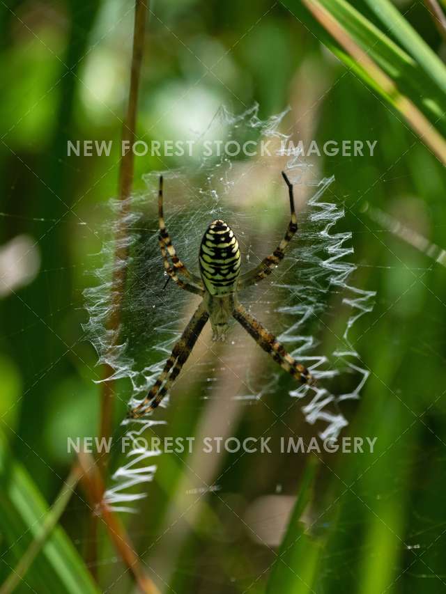 Wasp spider 04