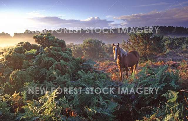 Pony on Heathland 27