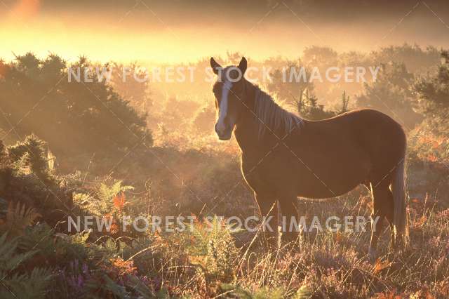 Pony on Heathland 28