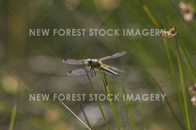 Four-spotted Chaser 01