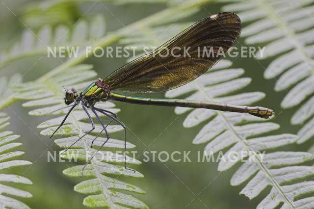 Beautiful Demoiselle 01