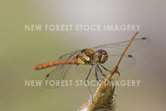Common Darter 04