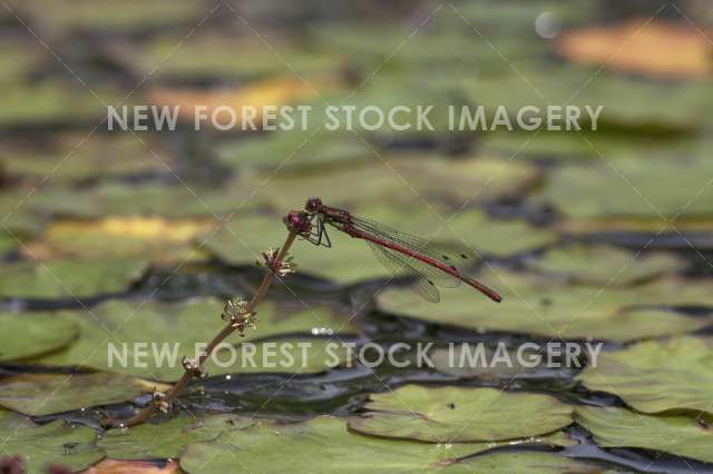 Large Red Damselfly 01