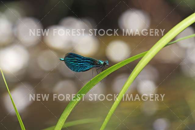 Beautiful Demoiselle 02