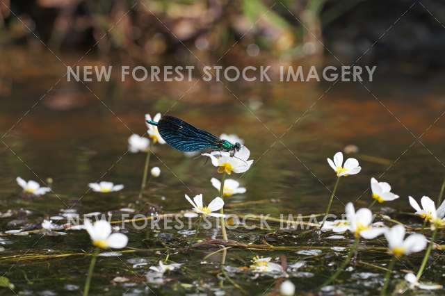 Beautiful Demoiselle 03