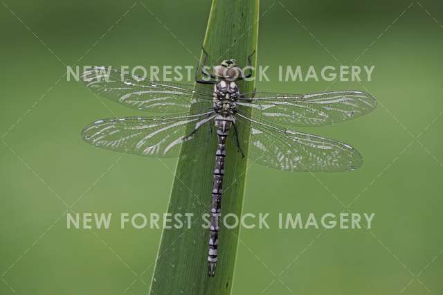 Southern Hawker 05