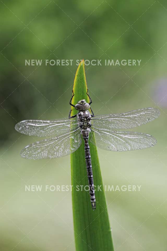 Southern Hawker 02