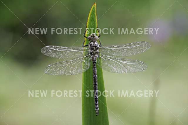 Southern Hawker 03