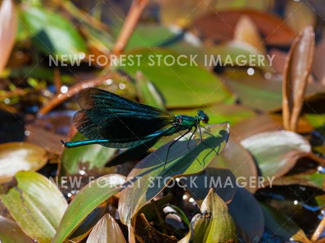 Beautiful Demoiselle 06