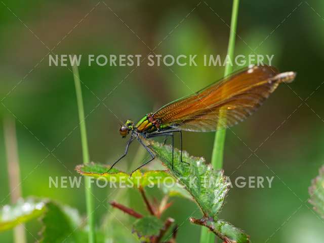 Beautiful Demoiselle 09