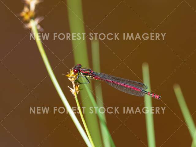 Large Red Damselfly 02