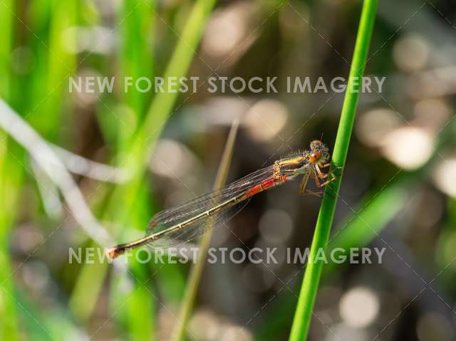 Small Red Damselfly 01