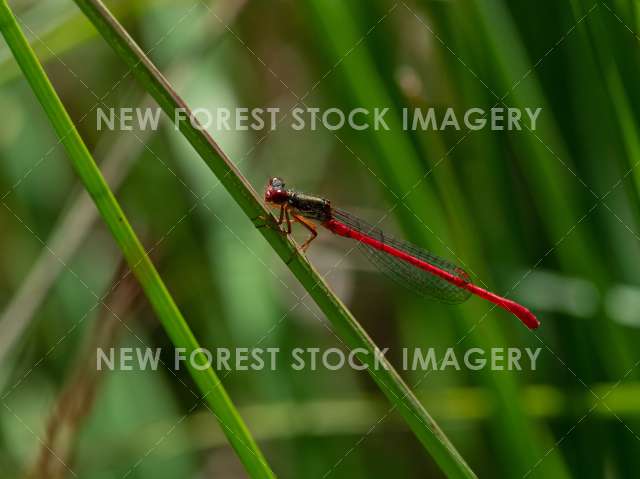 Small Red Damselfly 02