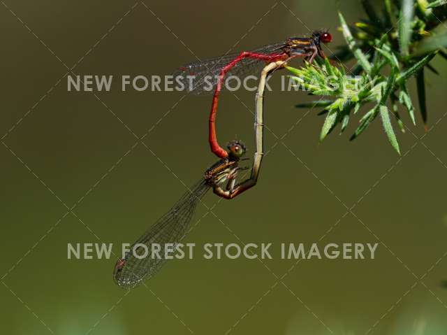 Small Red Damselfly 03