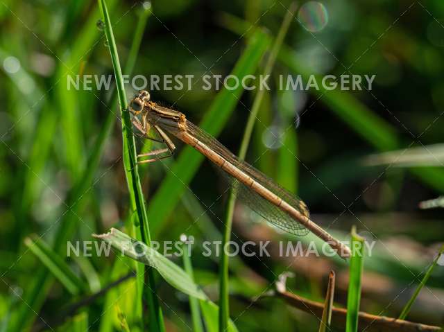 White-legged Damselfly 01