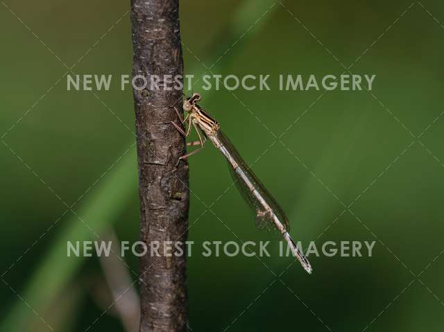 White-legged Damselfly 02