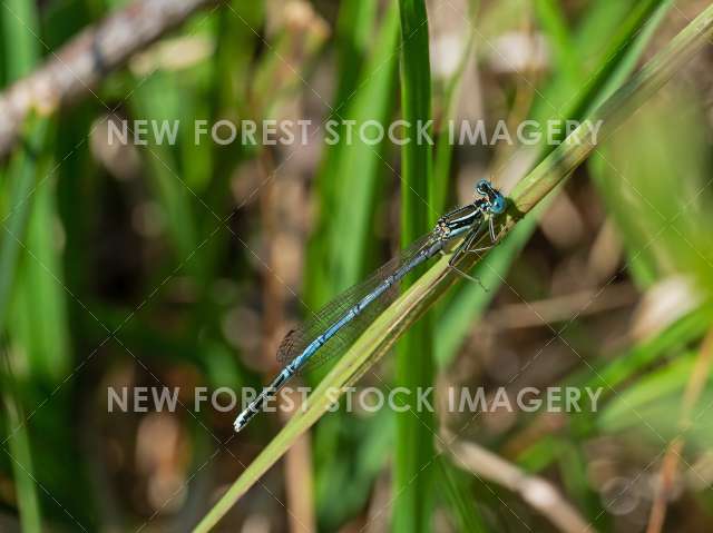 White-legged Damselfly 03