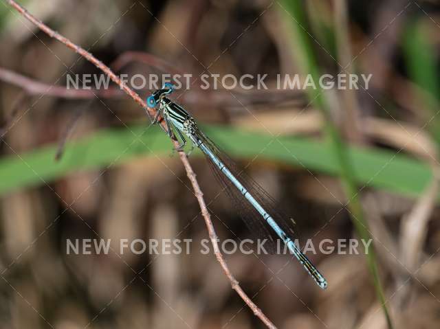 White-legged Damselfly 04